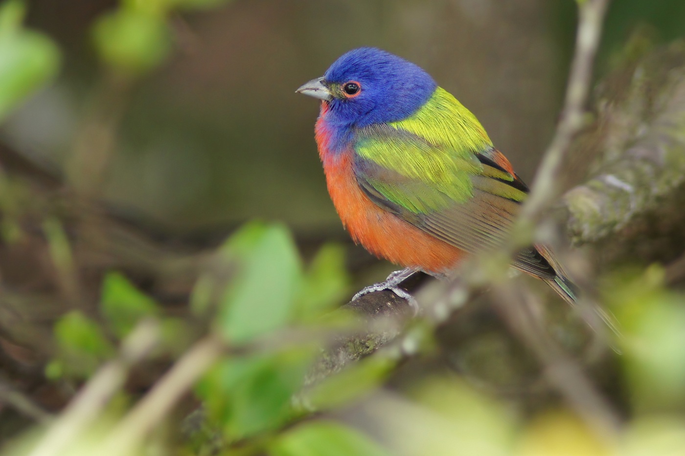 Painted bunting