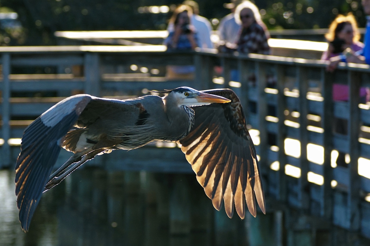 Backlit great blue heron flying low with admirers