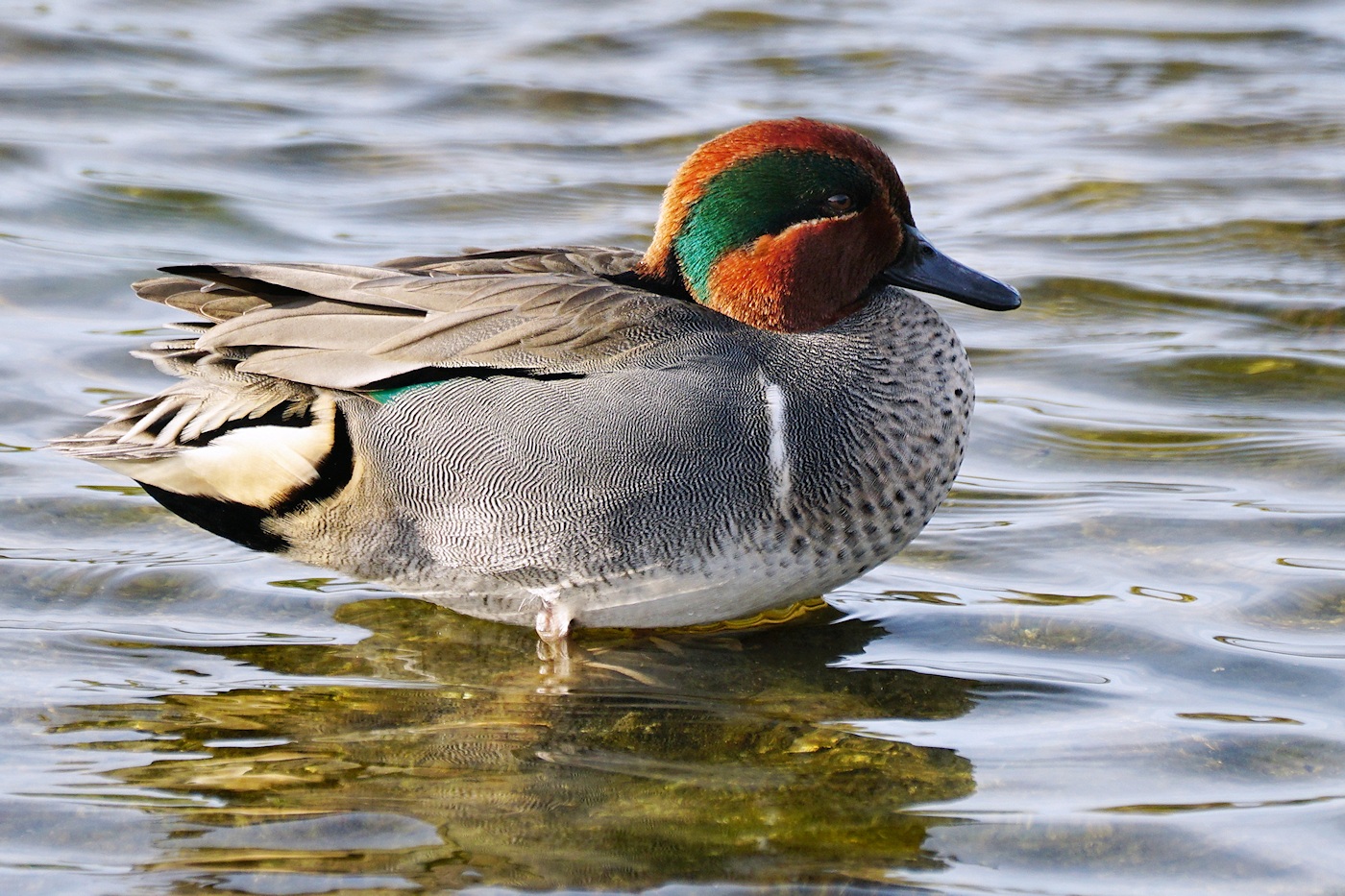 Green-winged teal - male