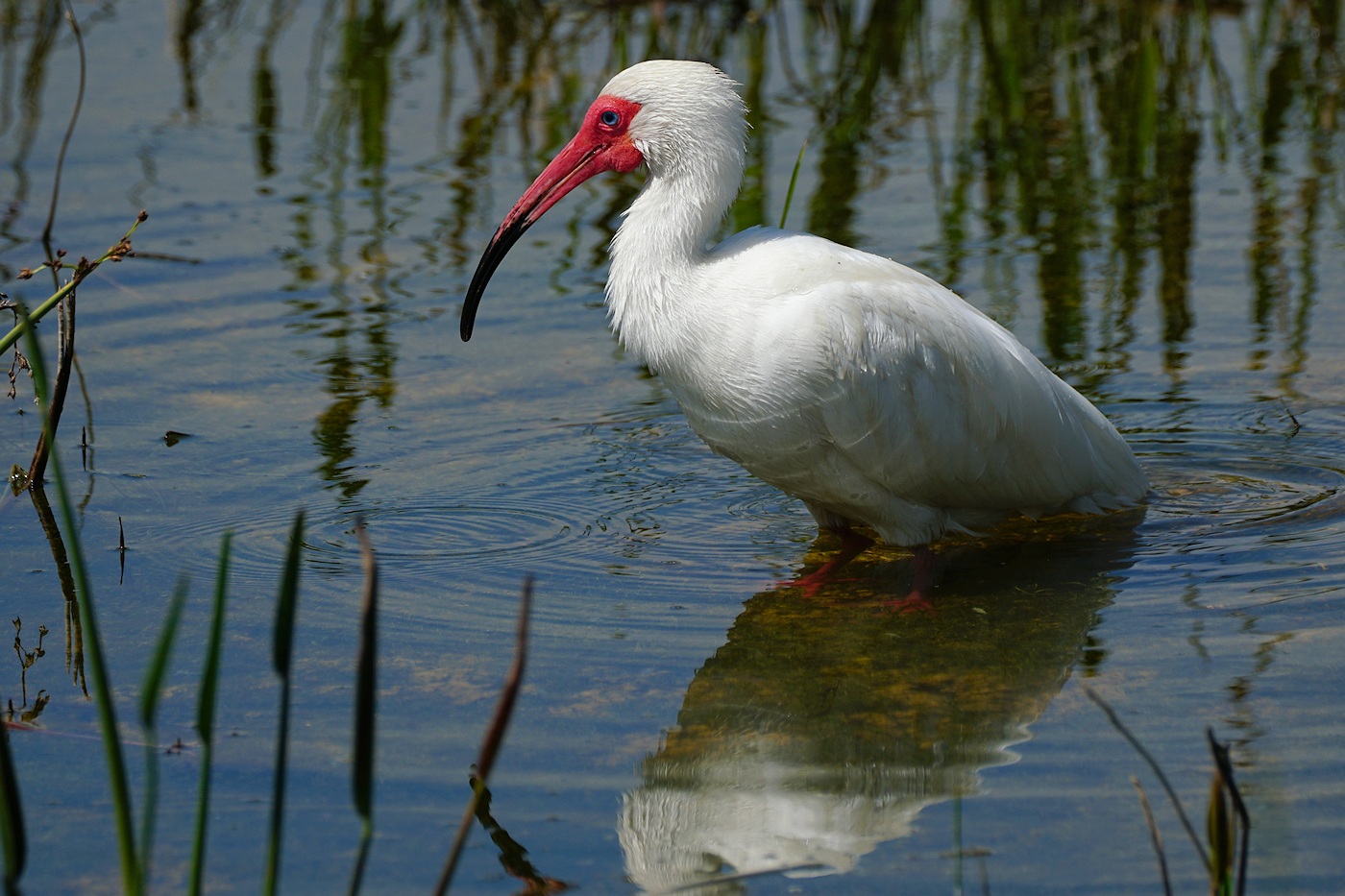 Ibis with strong red mating colors