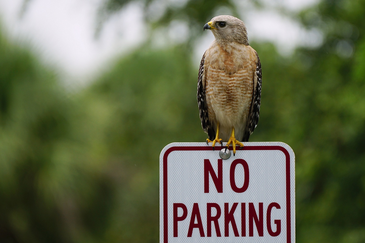 Red-shouldered hawk didnt get the memo