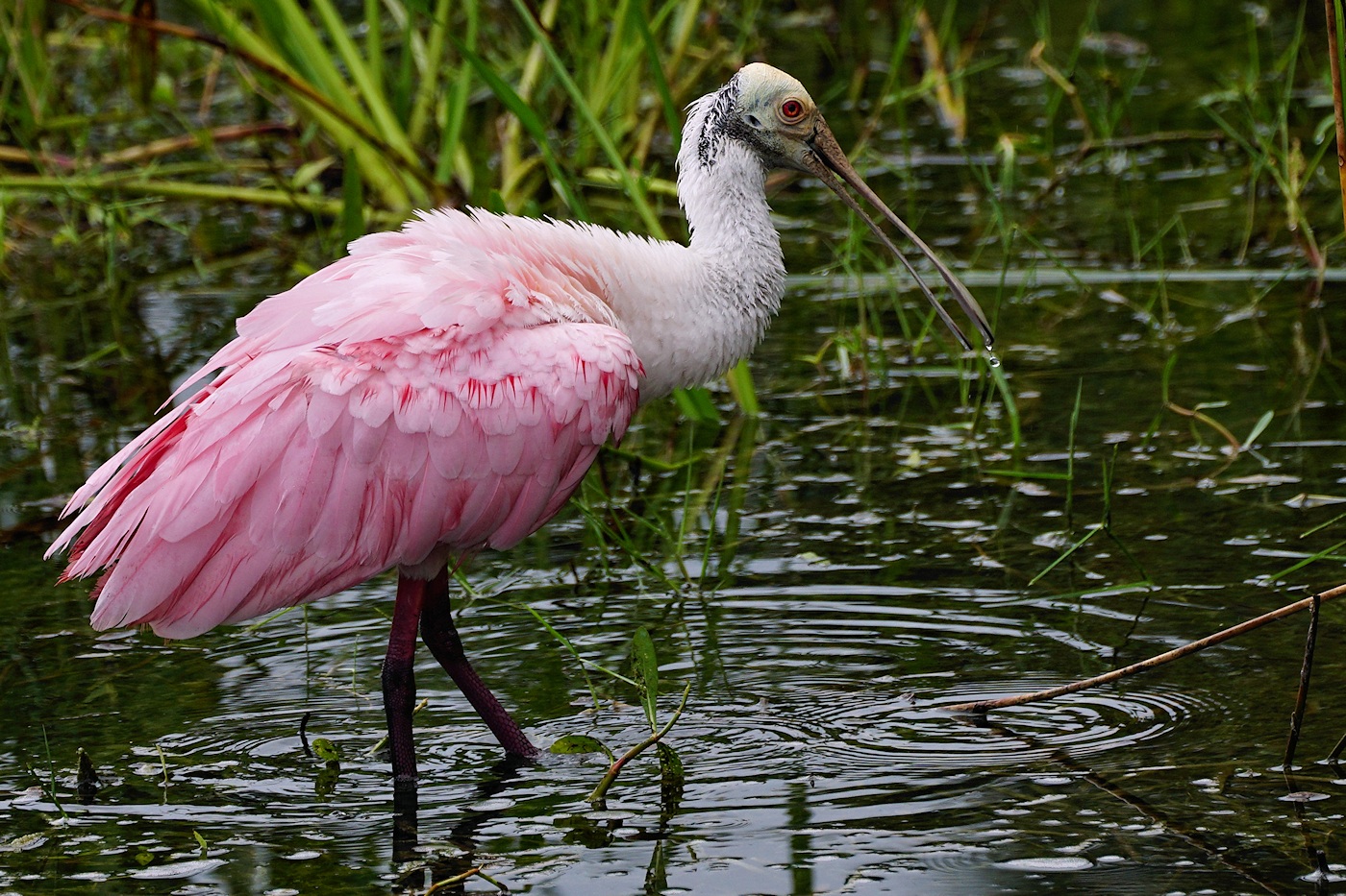 Roseate spoonbill
