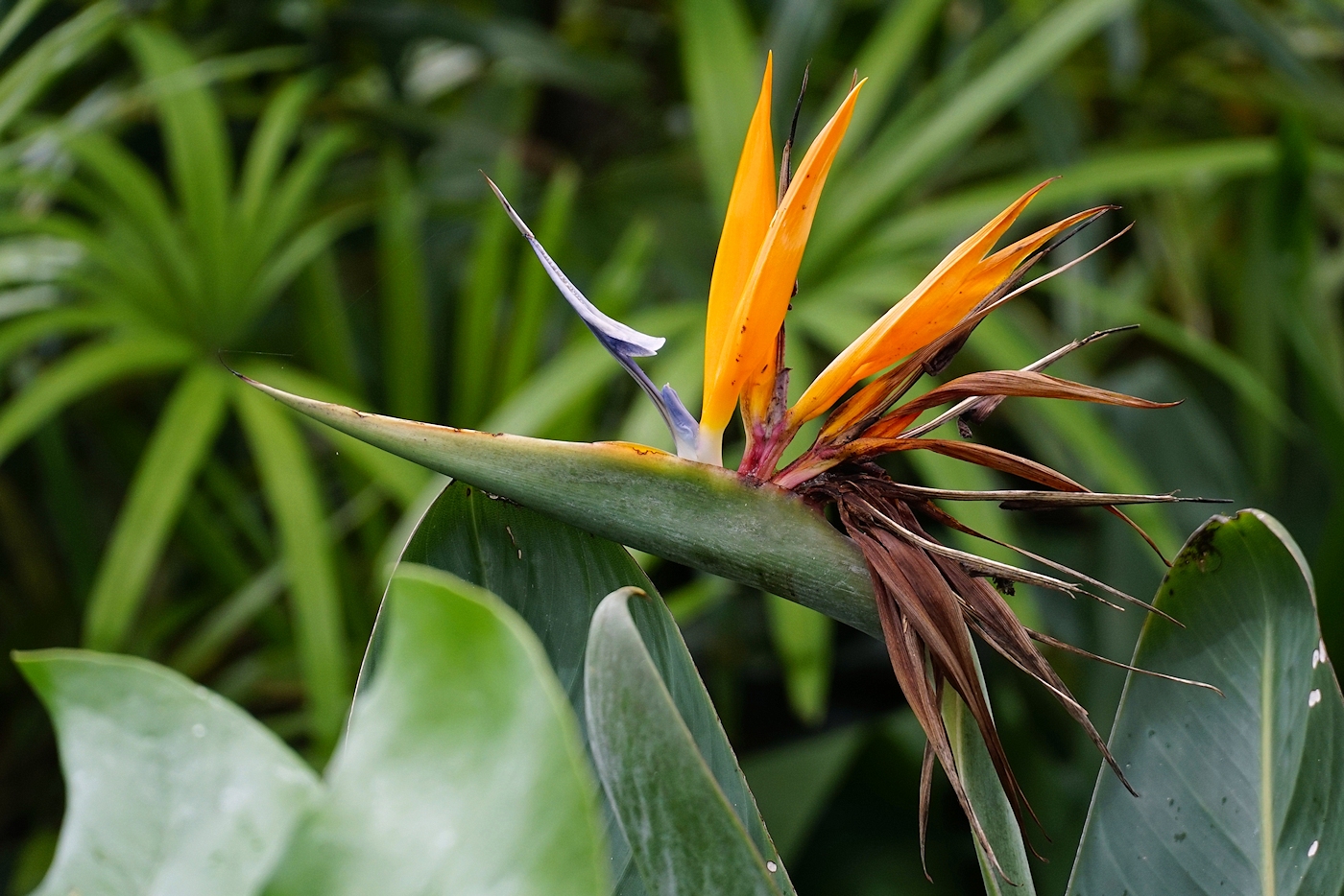 Bird of Paradise