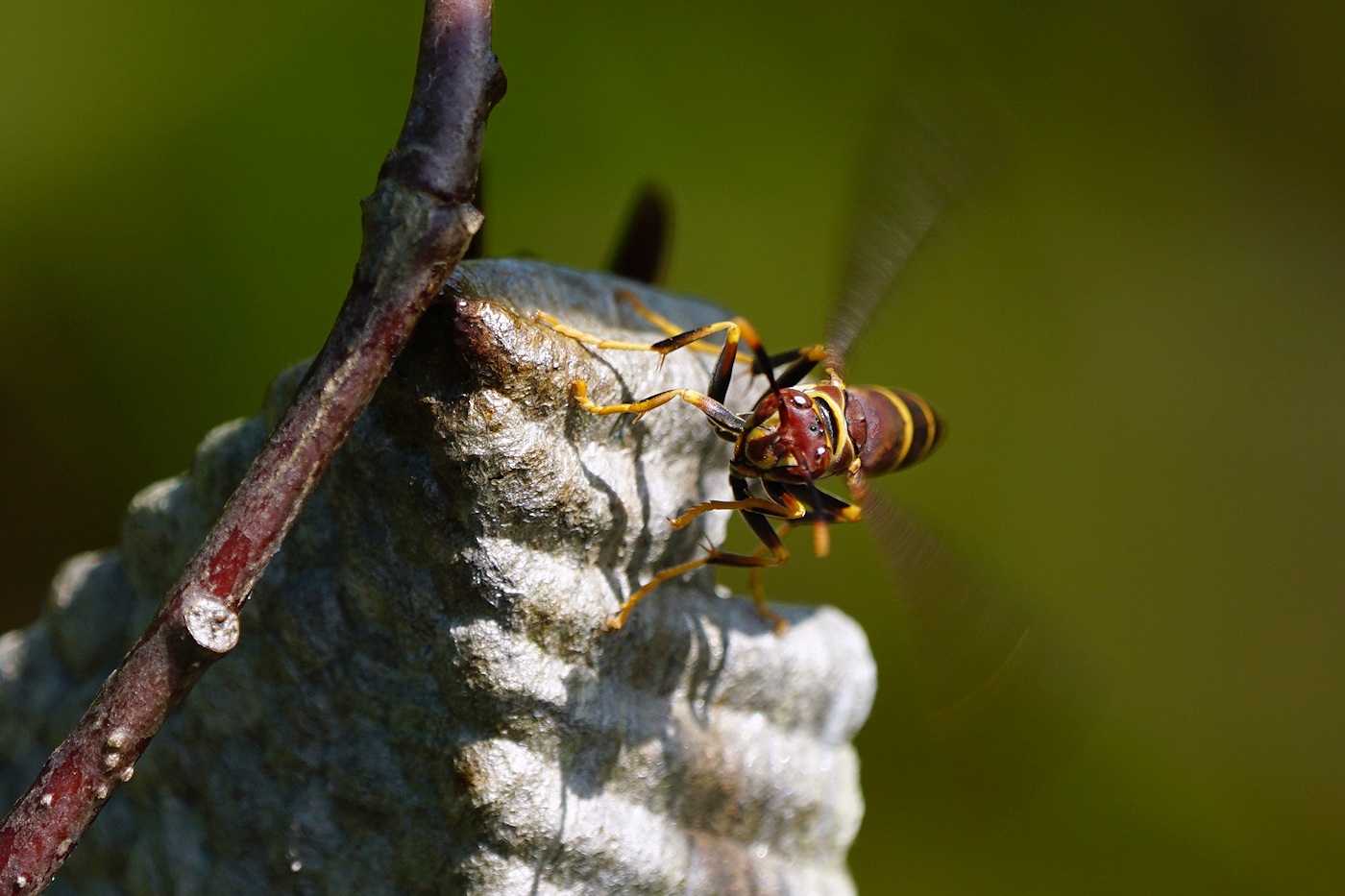 Paper wasp sees me and revs up to attack