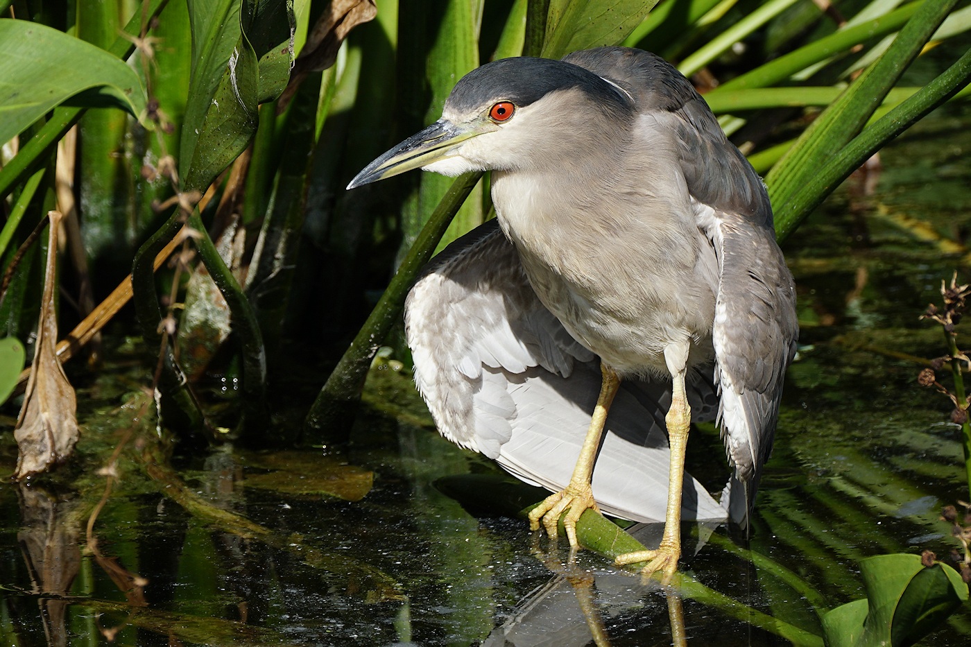 Black-crowned night heron grooming