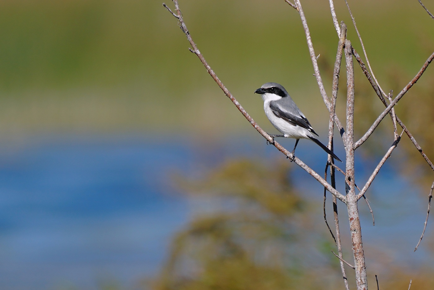 Loggerhead shrike in a tree