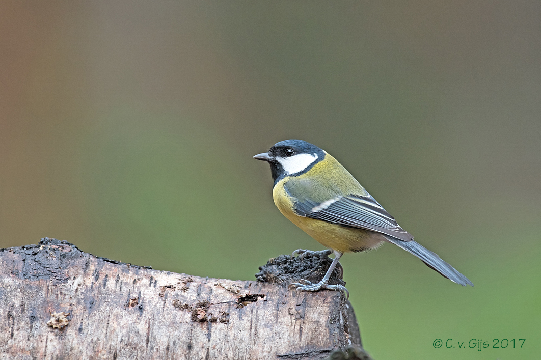 KOOLMEES great tit