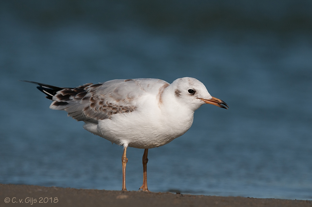 KOKMEEUW  black-headed gull