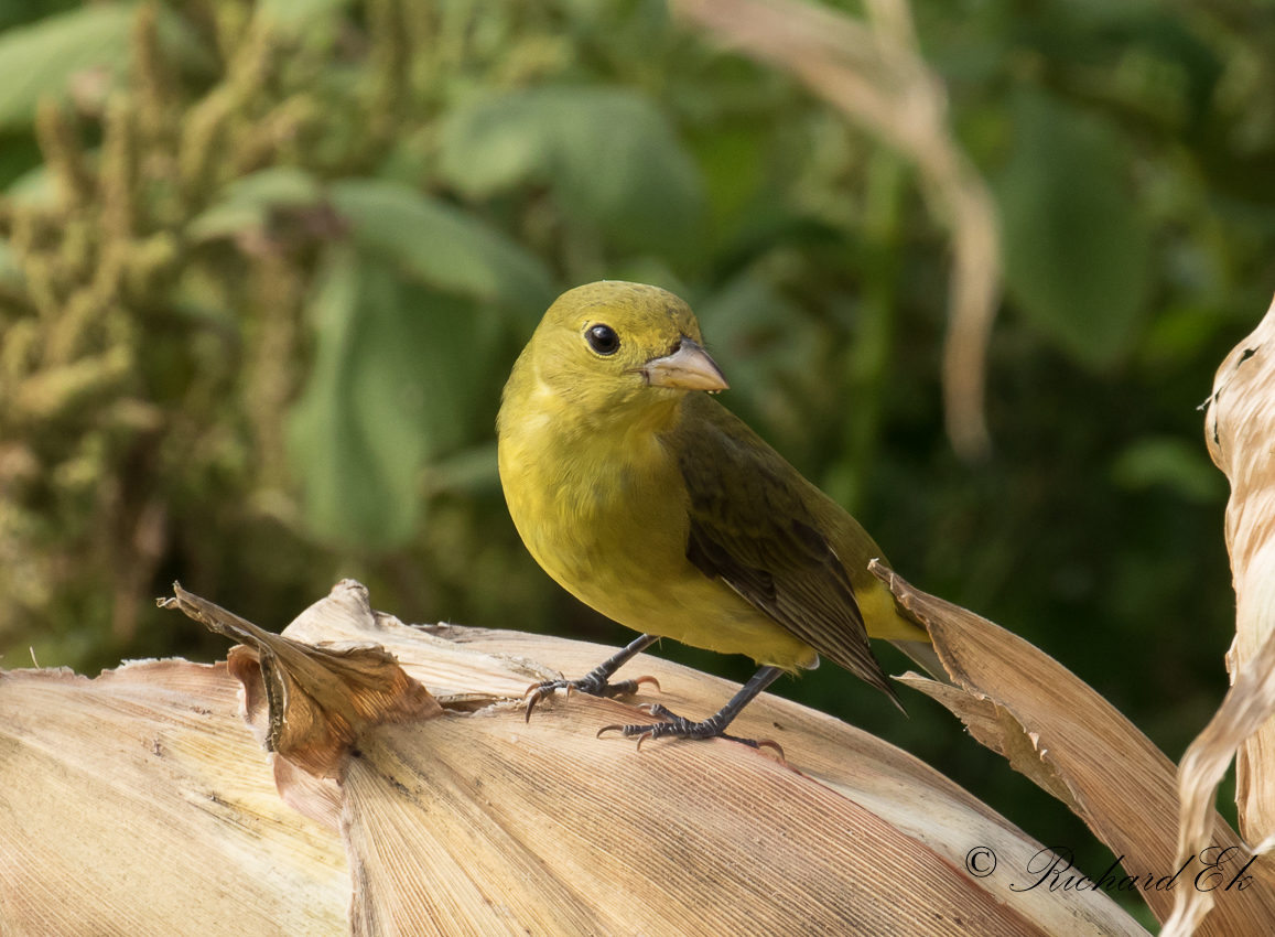 Scharlakanstangara - Scarlet Tanager (Piranga olivacea)