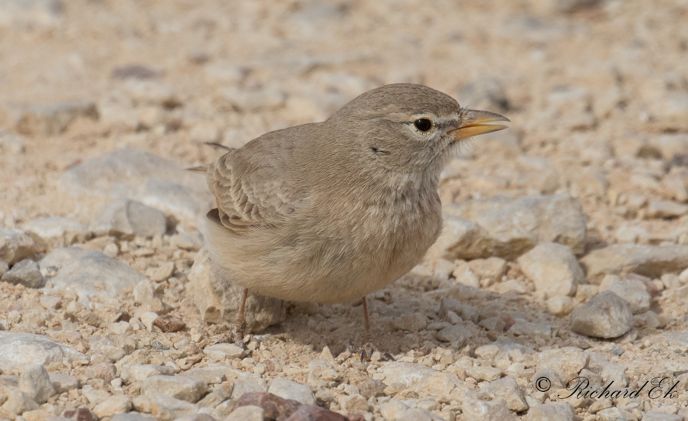 Stenkenlrka - Desert Lark (Ammomanes deserti)