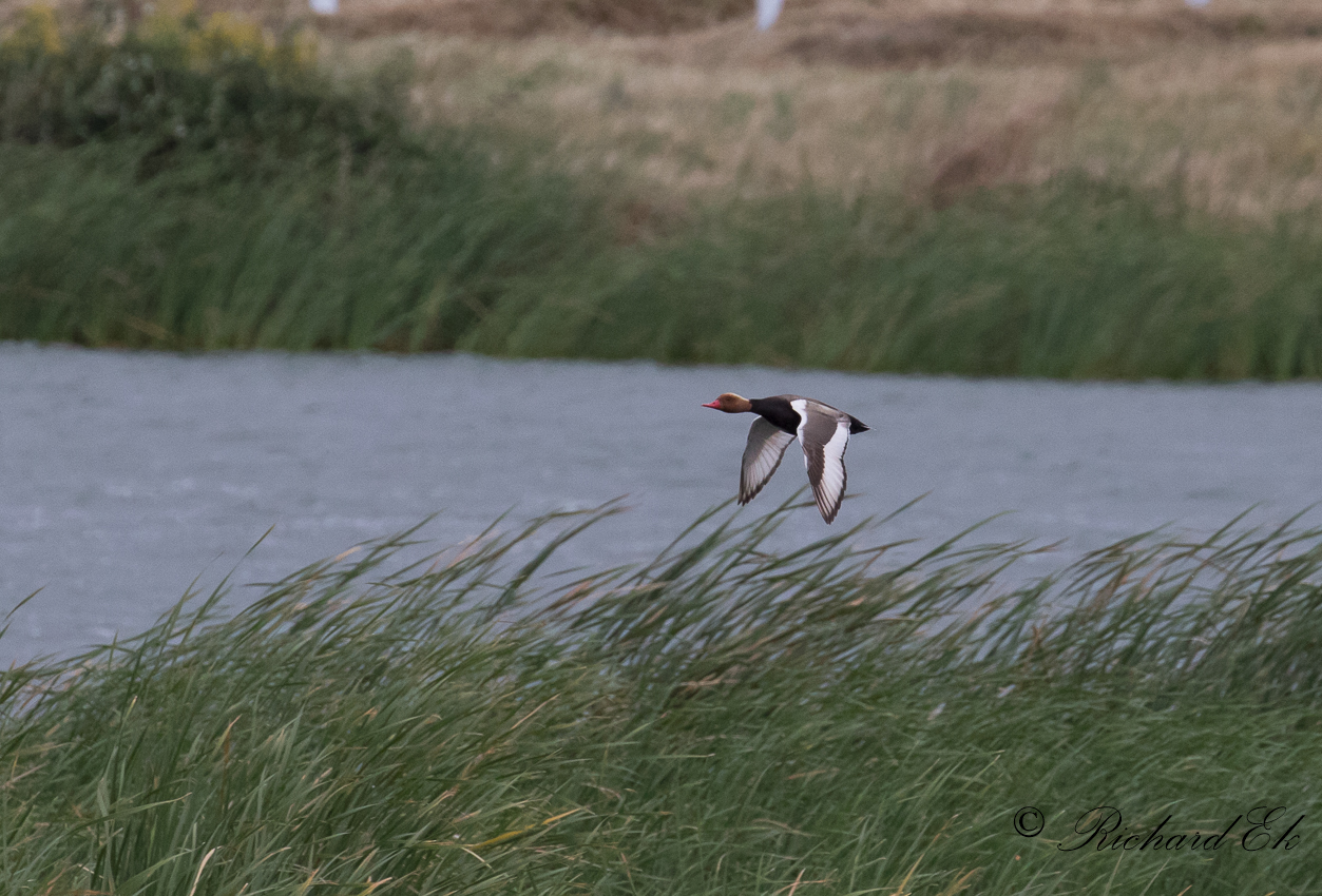 Rdhuvad dykand - Red-crested Pochard (Netta rufina)