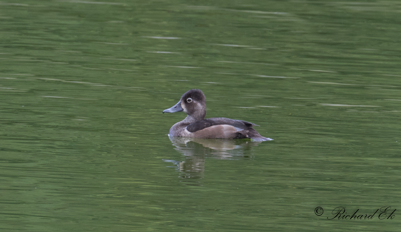 Ringand - Ring-necked Duck (Aythya collaris)