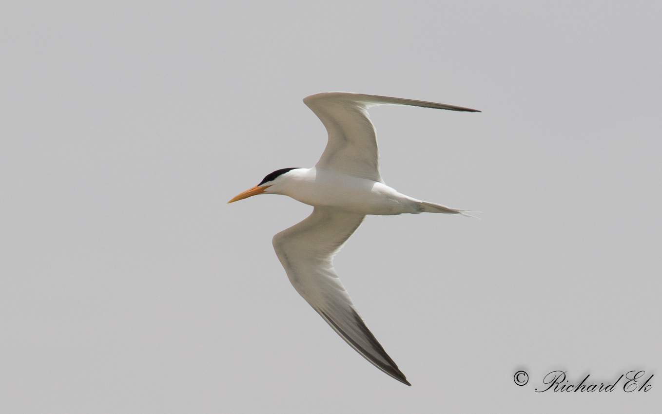 Guineatrna - West African Crested Tern (Thalasseus albididorsalis)