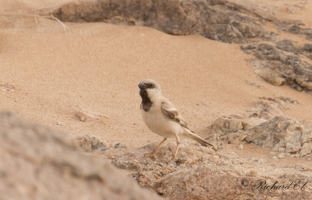 kensparv - Desert Sparrow (Passer simplex)