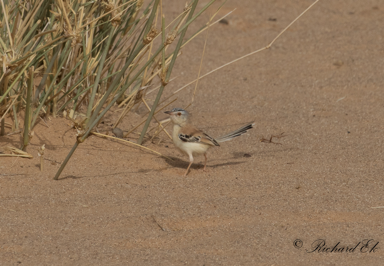 Sahelsngare - Cricket Warbler (Spiloptila clamans)