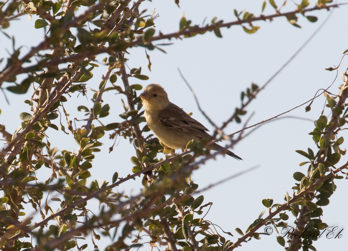 Sudanguldsparv - Sudan Golden Sparrow (Passer luteus)