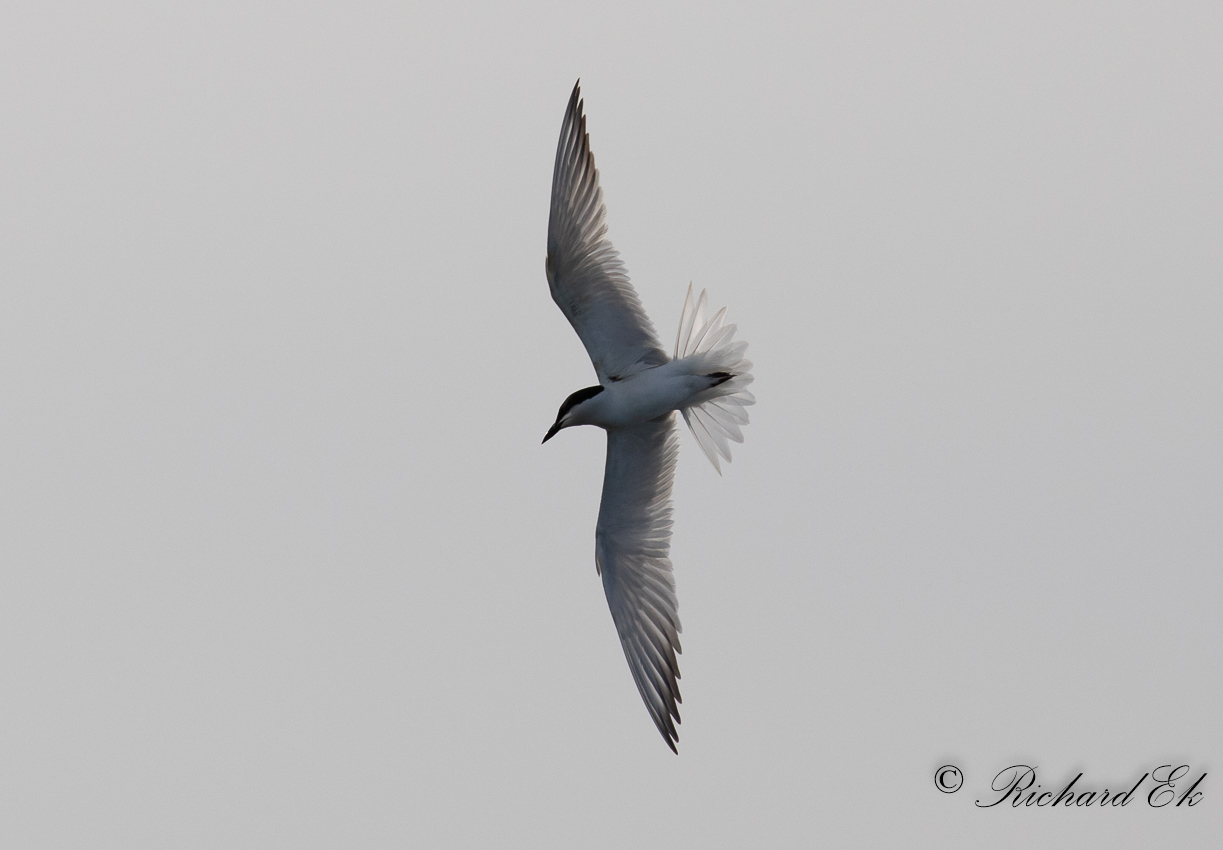 Sandtrna - Gull-billed Tern (Gelochelidon nilotica)