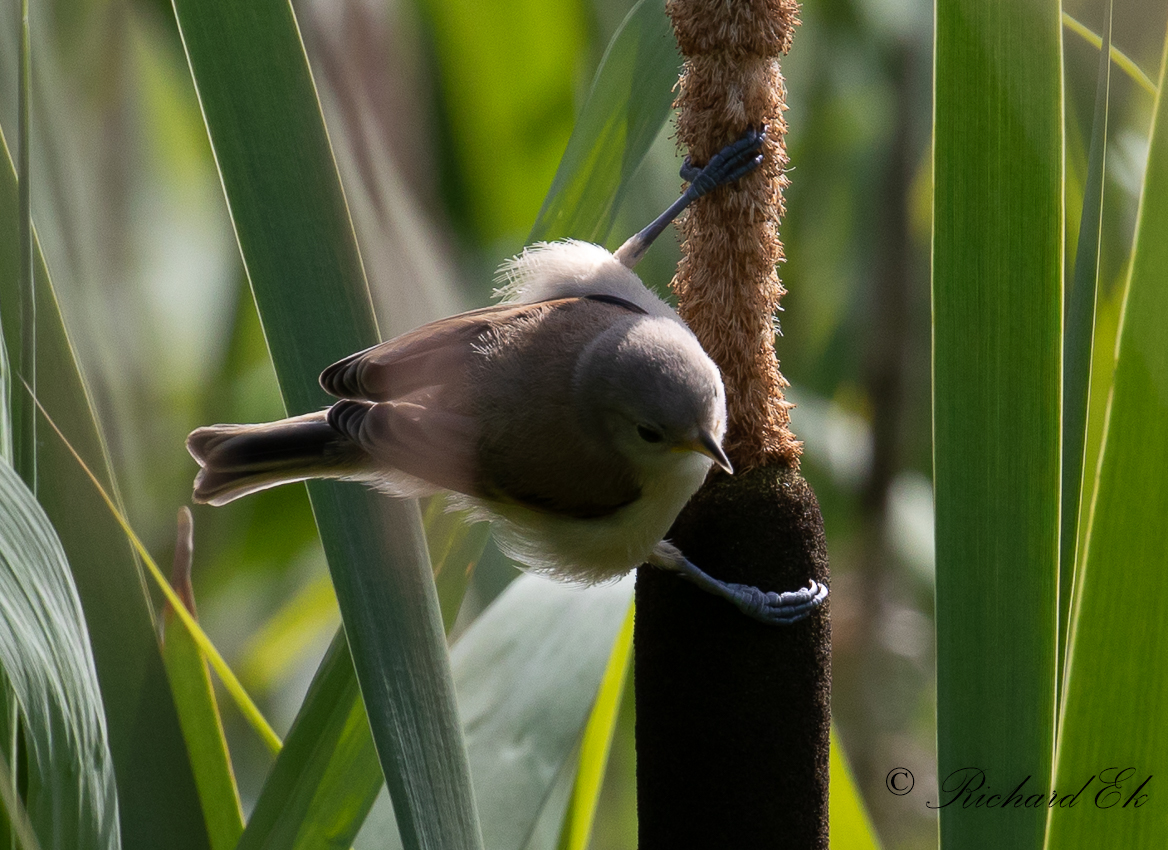 Pungmes - Penduline Tit (Remiz pendulinus)