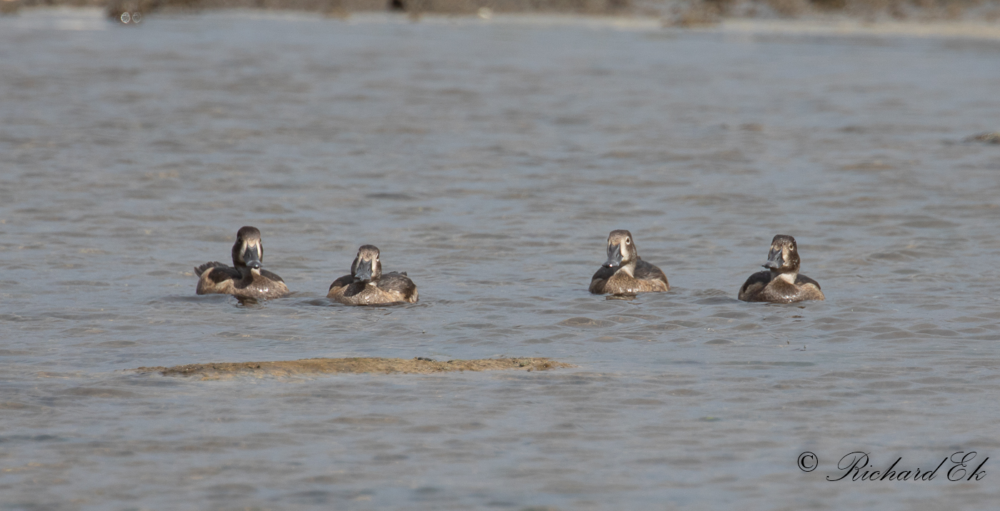 Ringand - Ring-necked Duck (Aythya collaris)