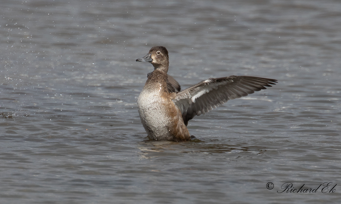 Ringand - Ring-necked Duck (Aythya collaris)