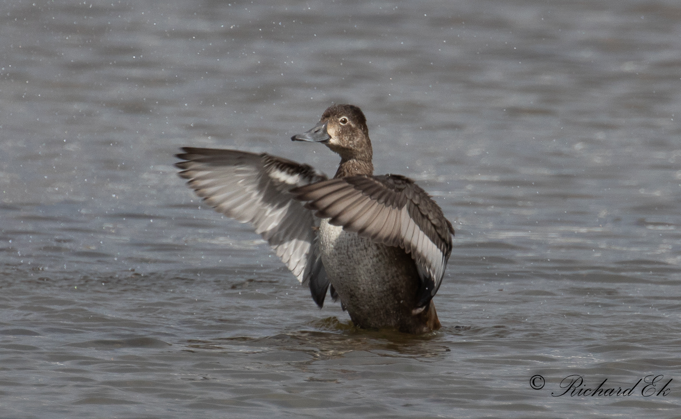 Ringand - Ring-necked Duck (Aythya collaris)