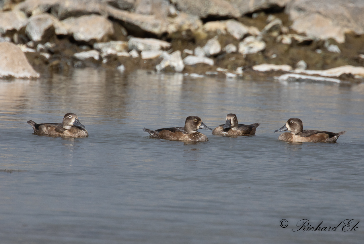Ringand - Ring-necked Duck (Aythya collaris)