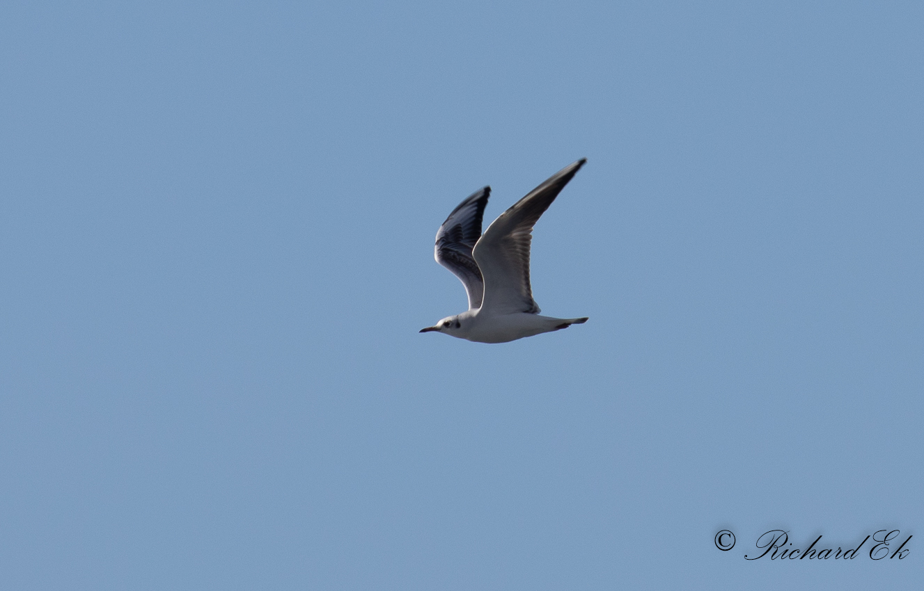 Skrattms - Black-headed Gull (Larus ridibundus)