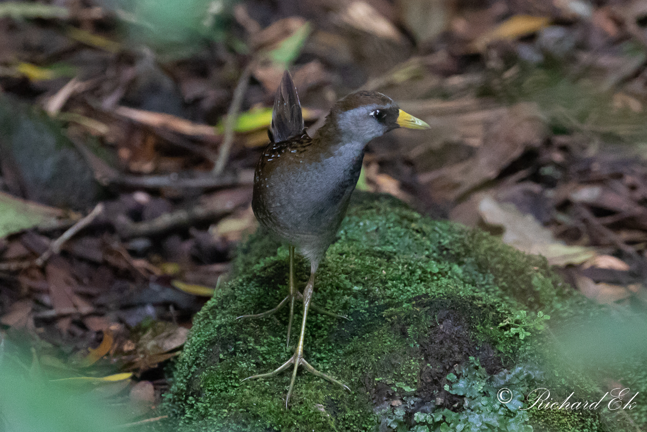 Karolinasumphna - Sora (Porzana carolina)