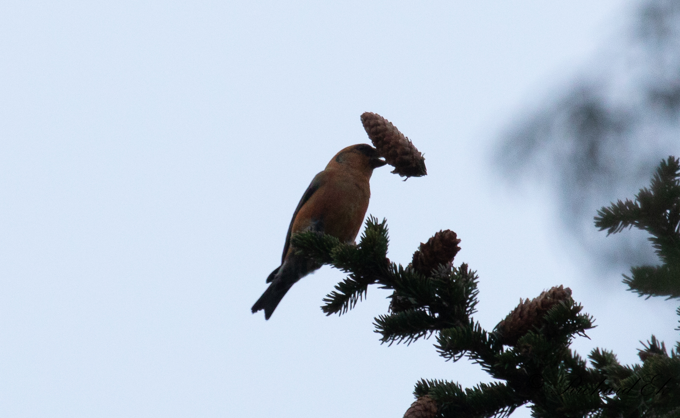 Mindre korsnbb - Common Crossbill (Loxia curvirostra)