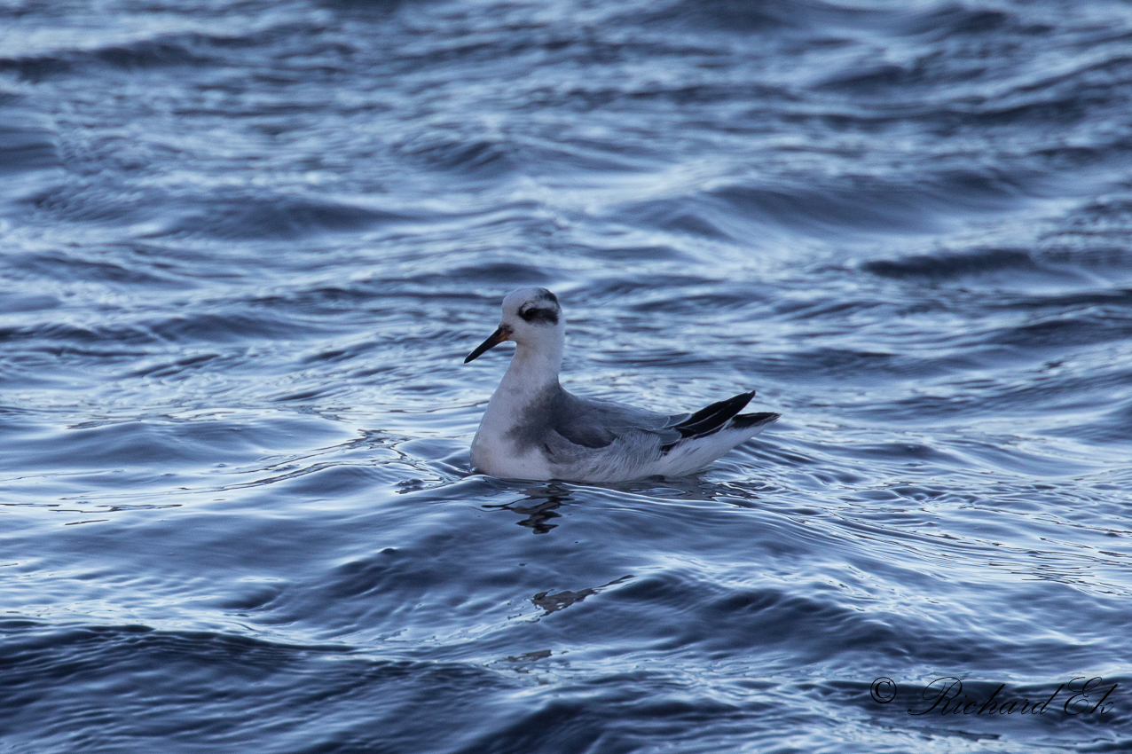 Brednbbad simsnppa - Grey Phalarope (Phalaropus fulicarius)