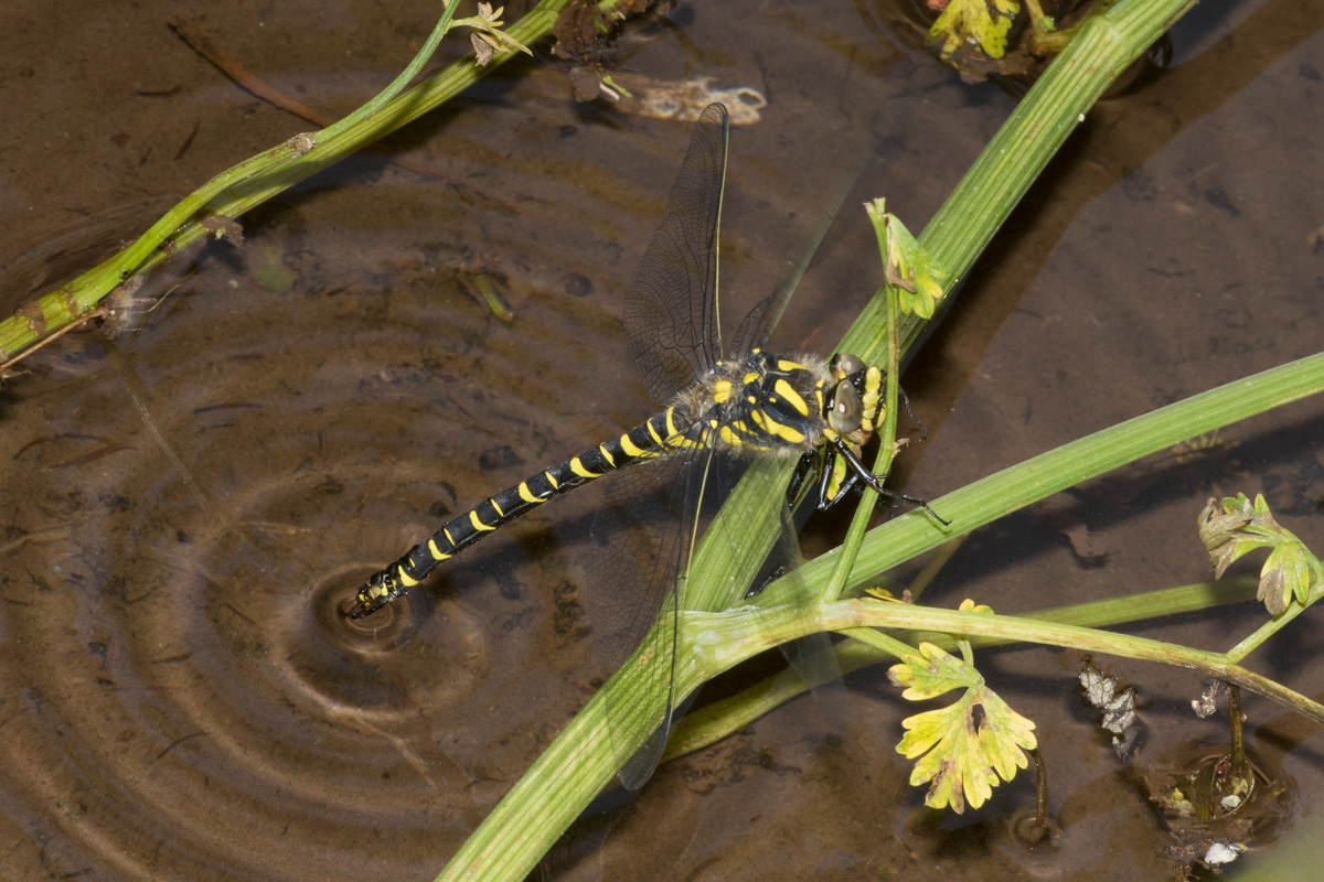 Golden-ringed Dragonfly - Cordulegaster boltonii egg laying 06-07-17.jpg