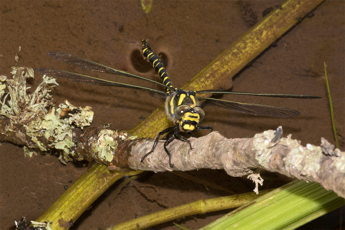 Golden-ringed Dragonfly - Cordulegaster boltonii on stick 06-07-17.jpg