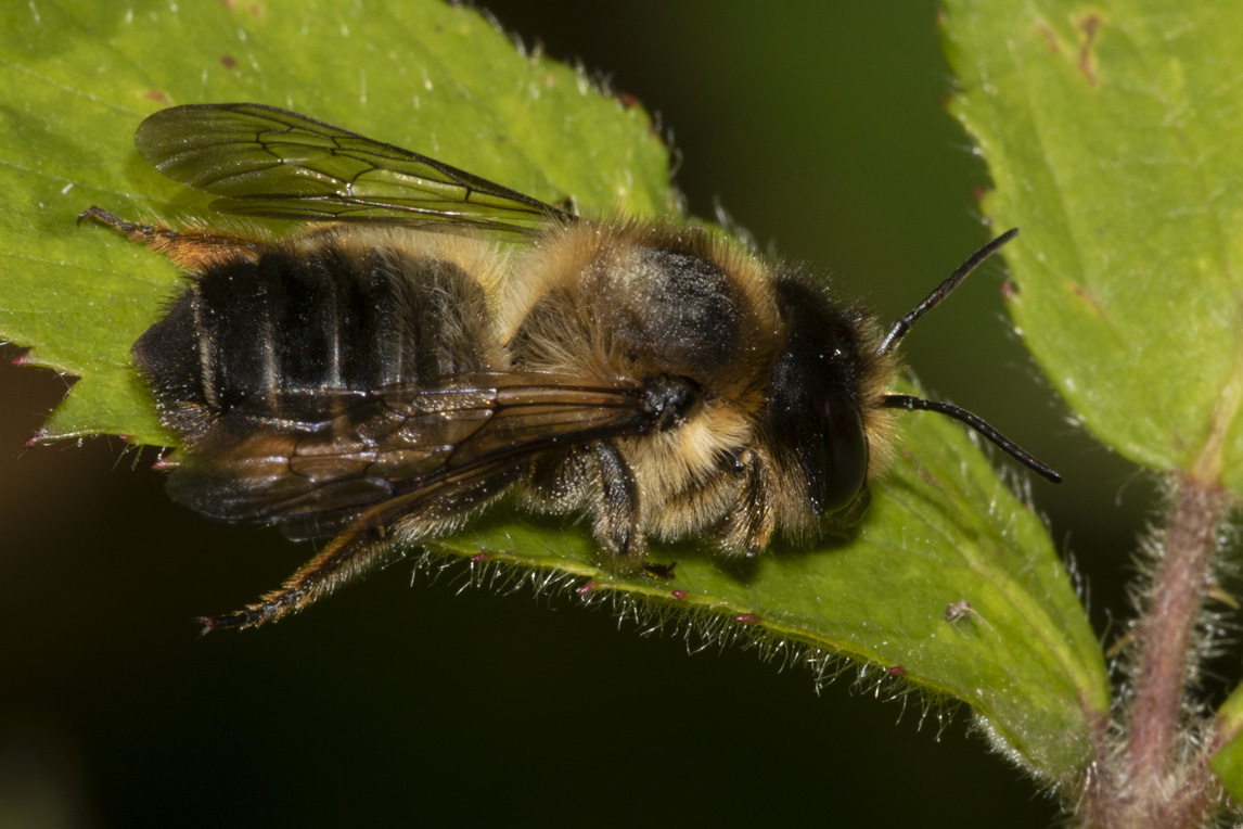 Willughbys Leafcutter Bee - Megachile willughbiella f side view 26/06/18.jpg