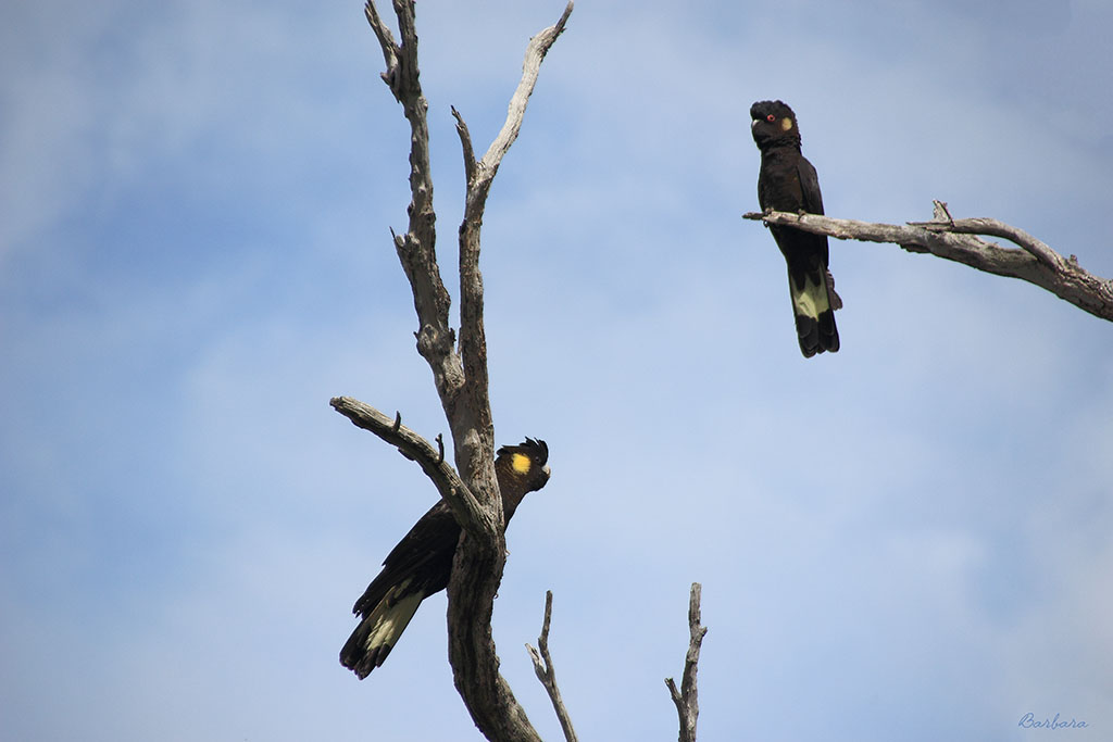Yellow - Tailed Black Cockatoo