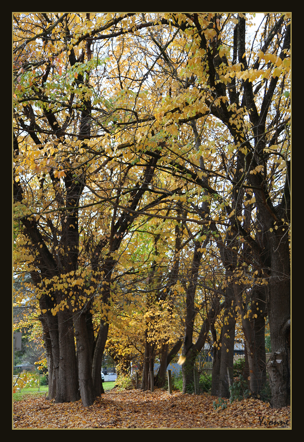 Elm walkway