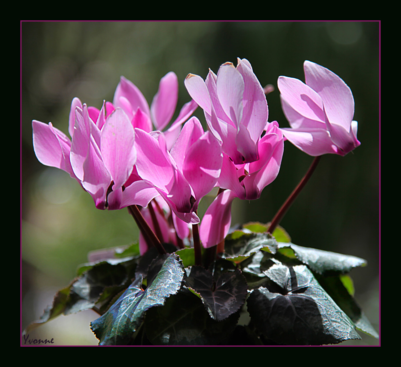 Cyclamen