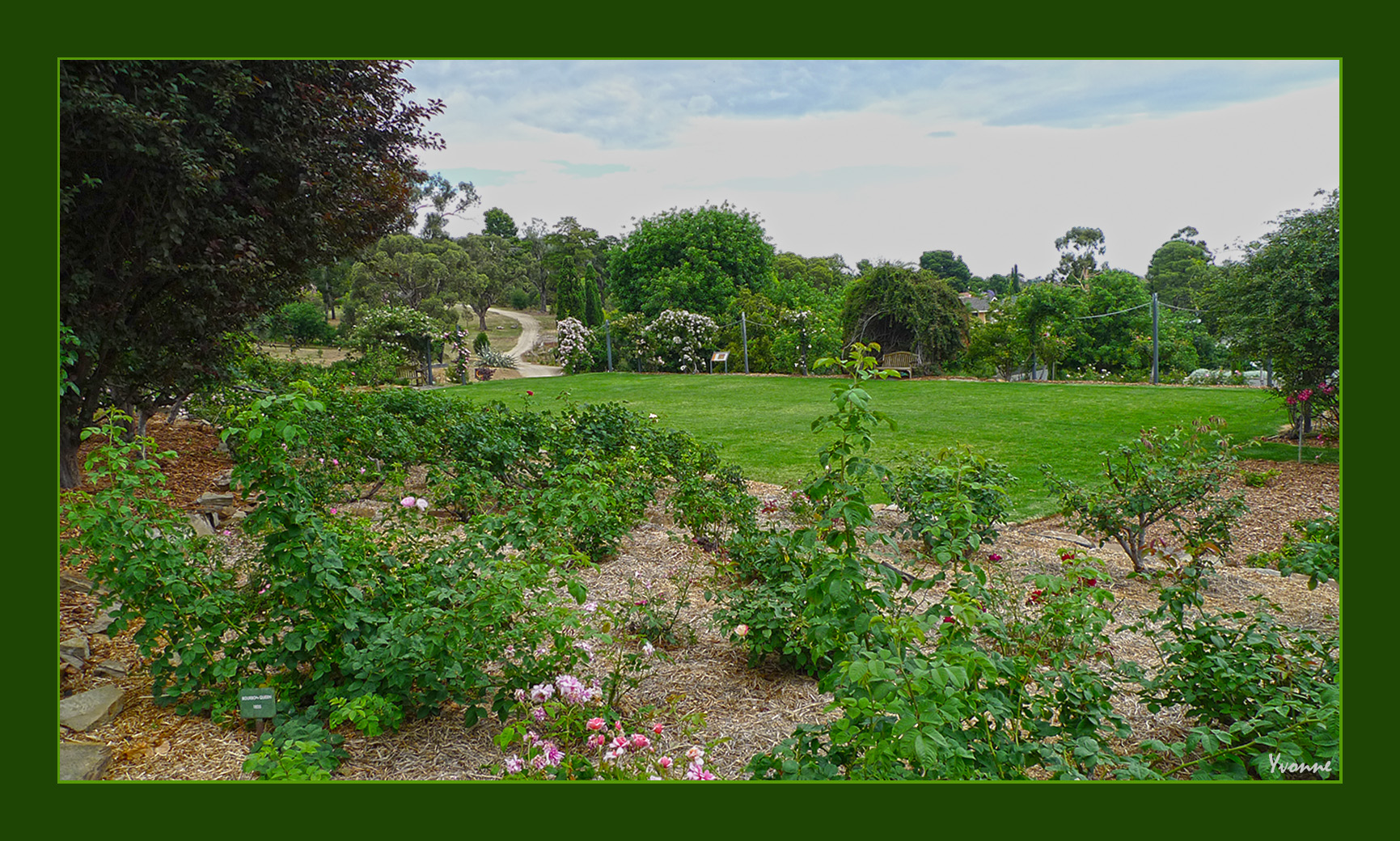Old (Antique) Rose Garden