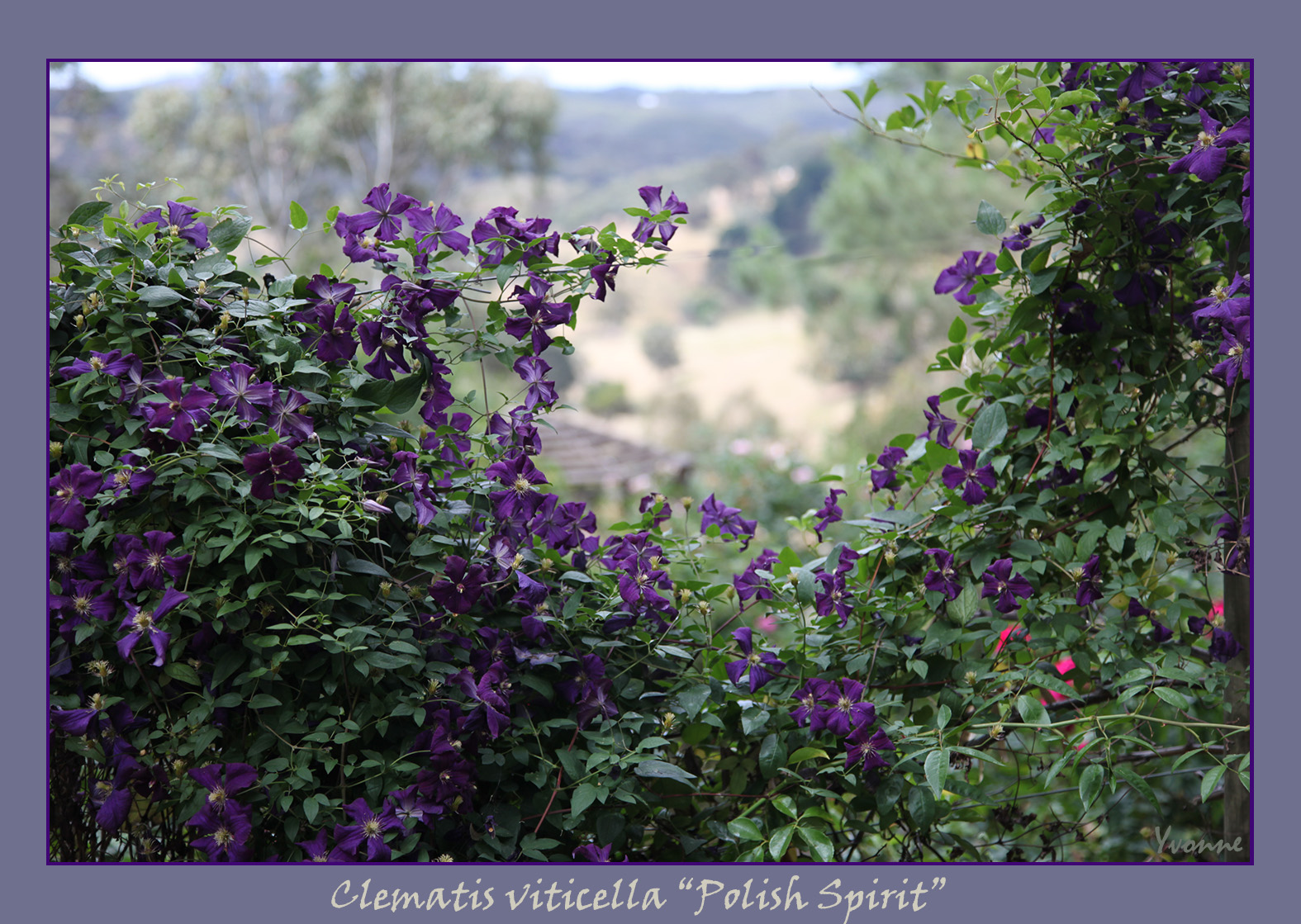 CLEMATIS viticella Polish Spirit