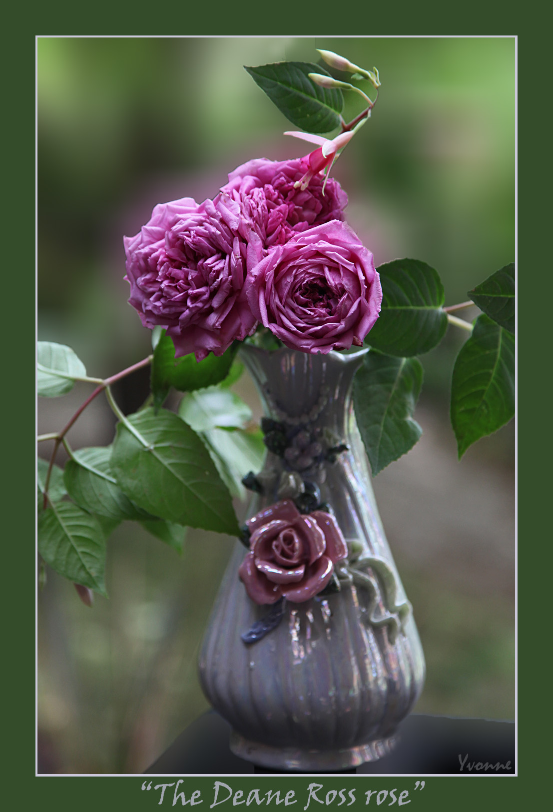 The rose called Deane Ross