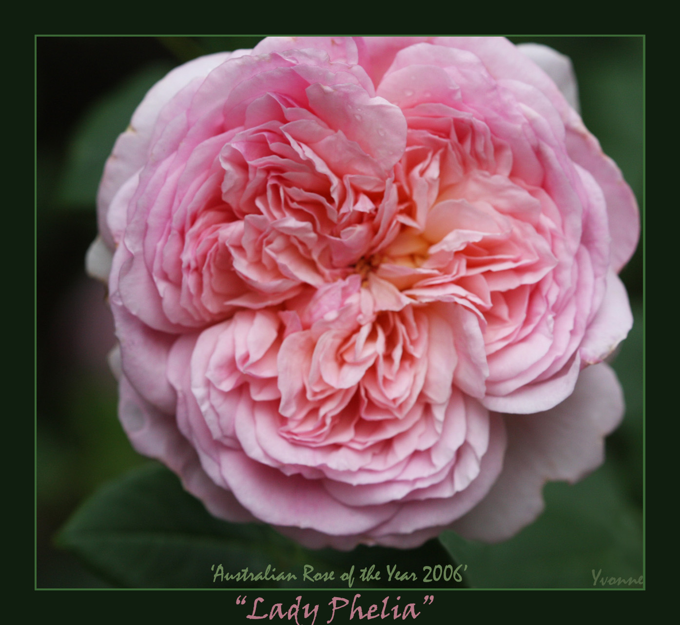 Lady Phelia