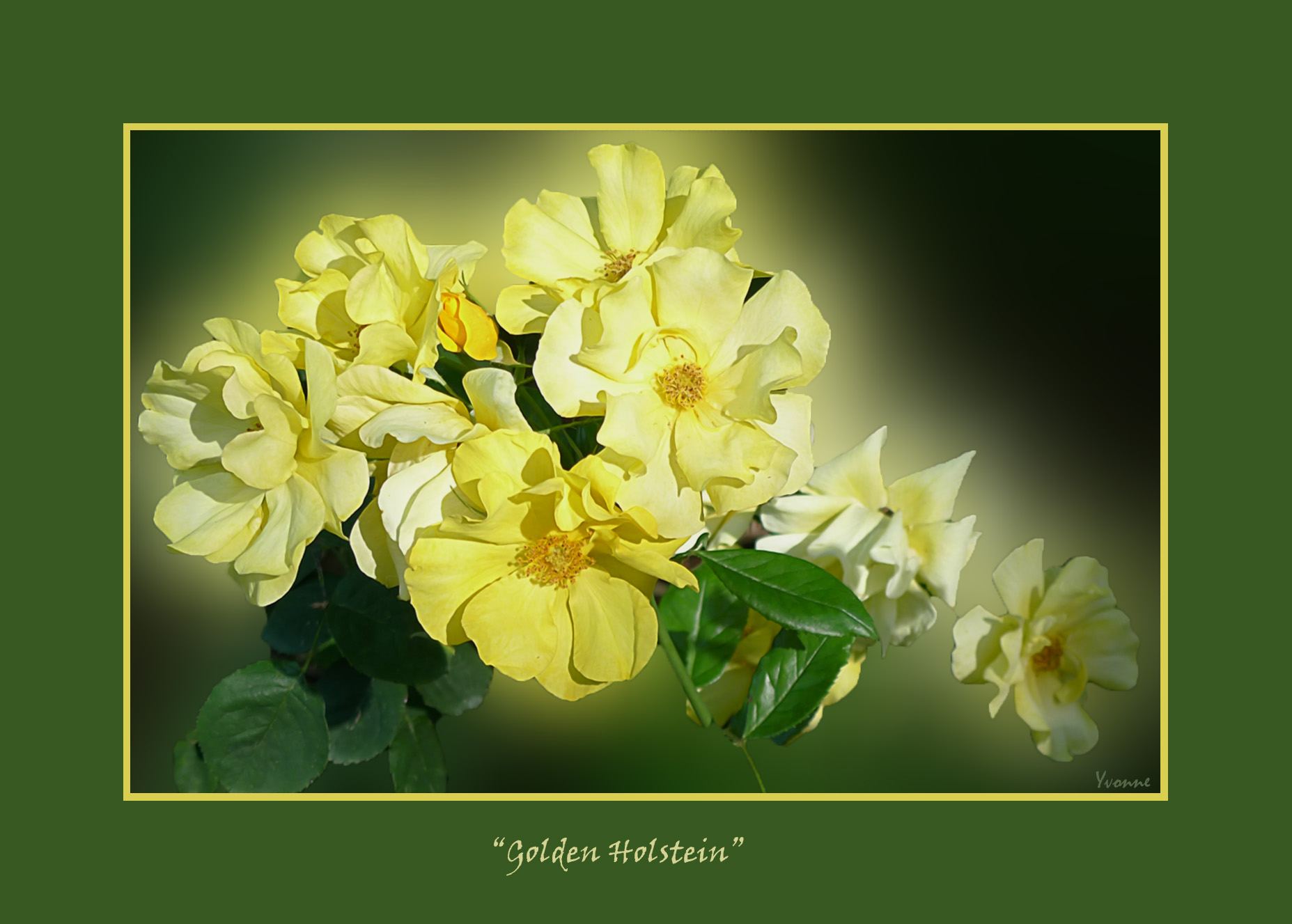 Golden Holstein
