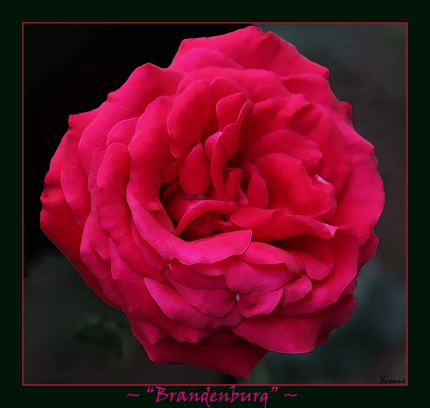 Brandenburg the Rose