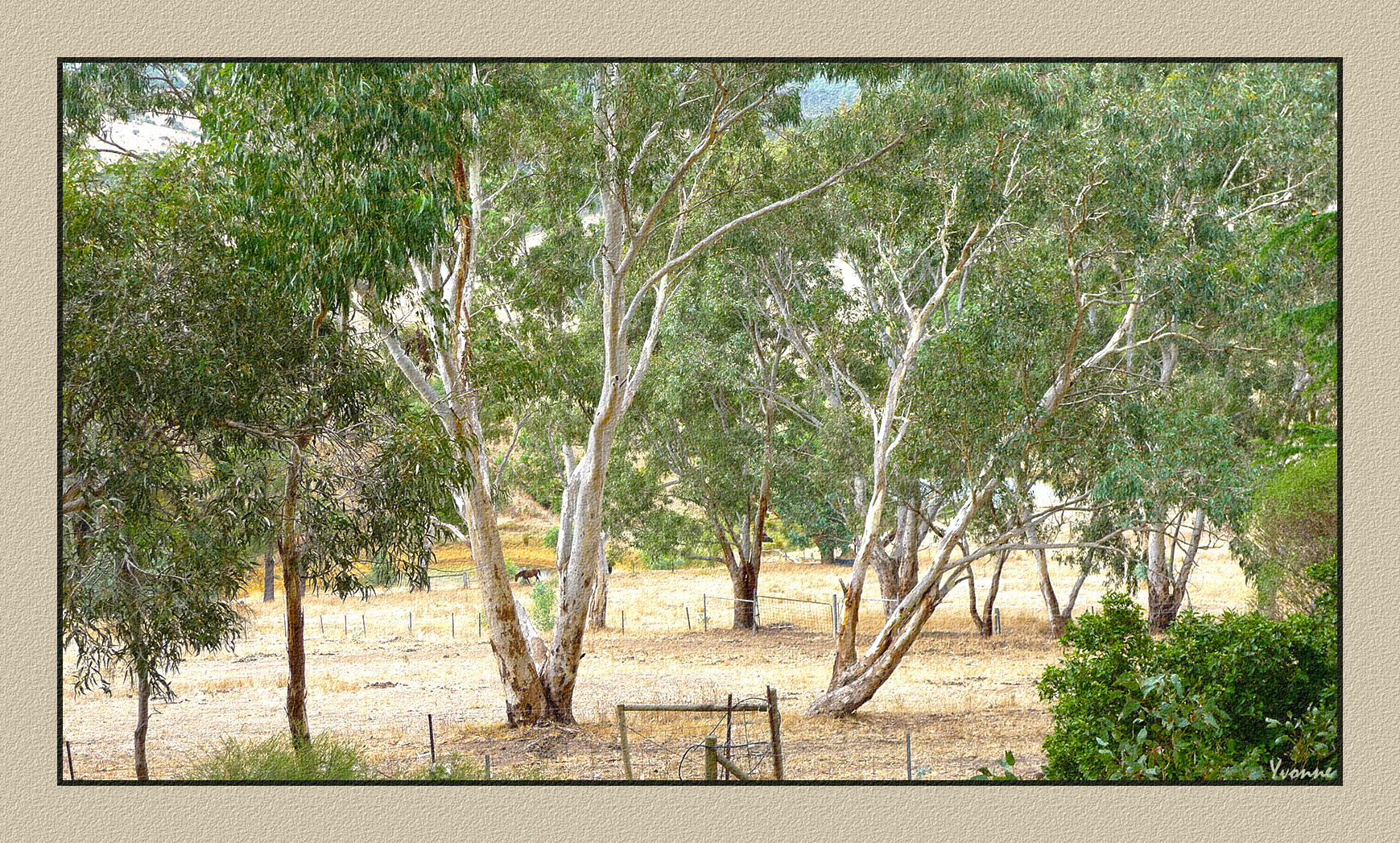 Our gum  trees