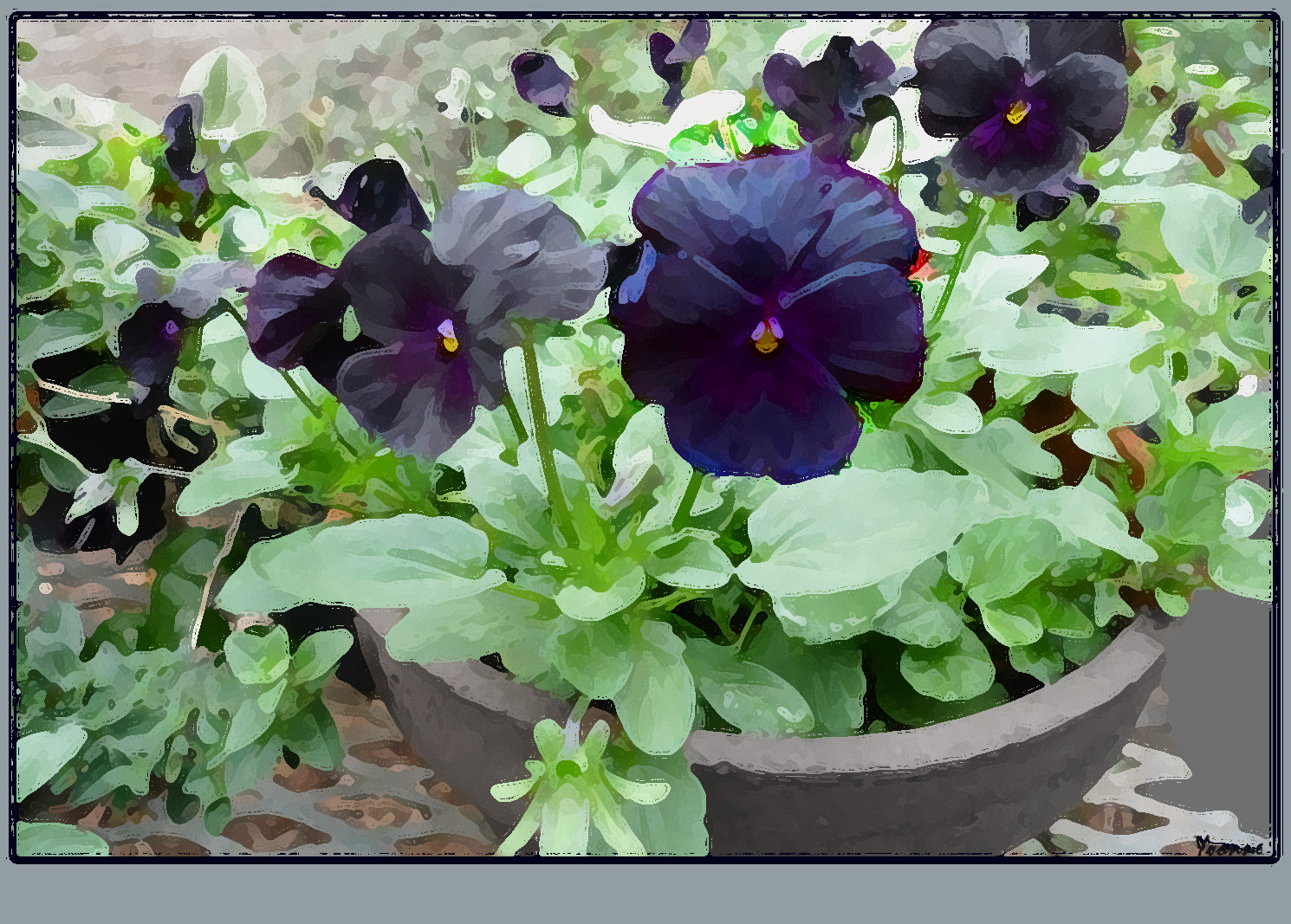 Black Violas in a pot