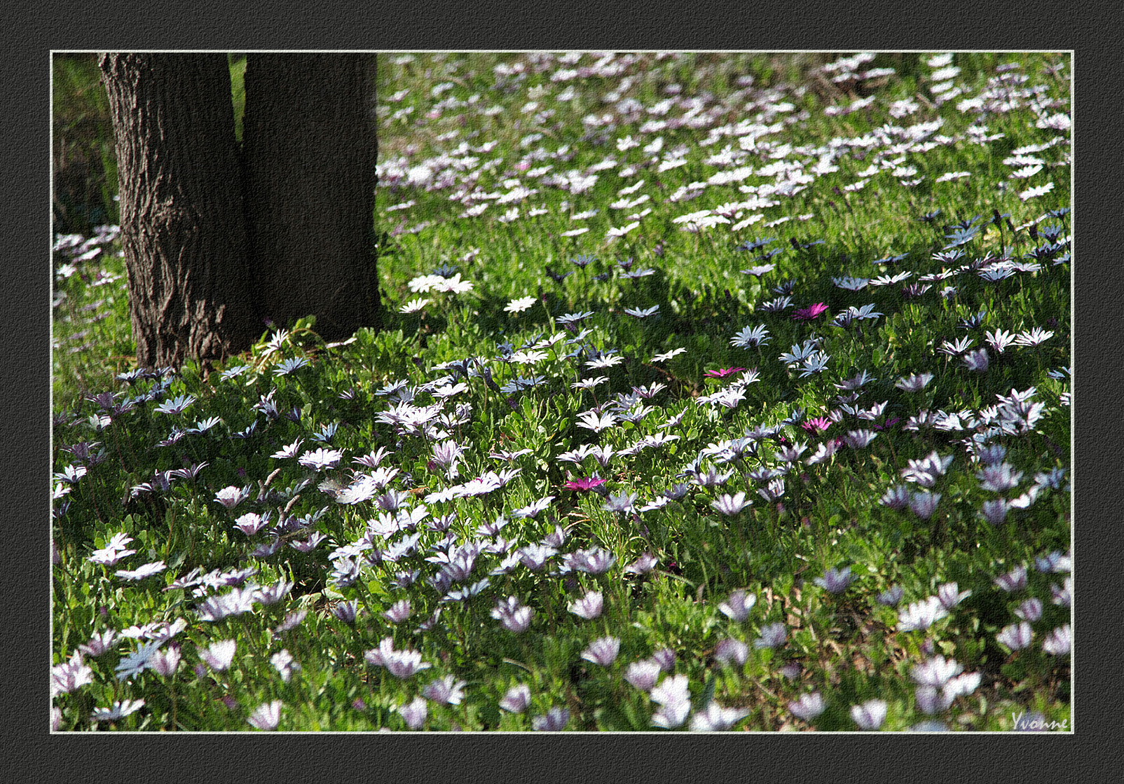 Carpet of Daisies