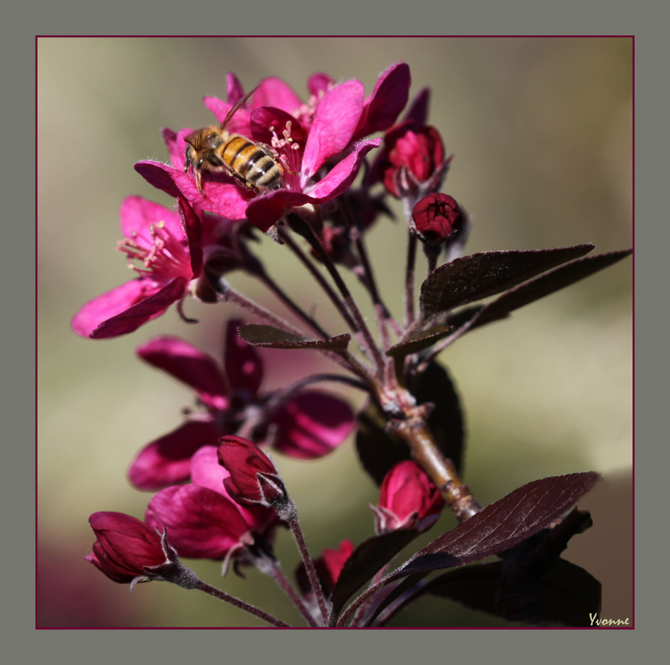 Purple Crab Apple