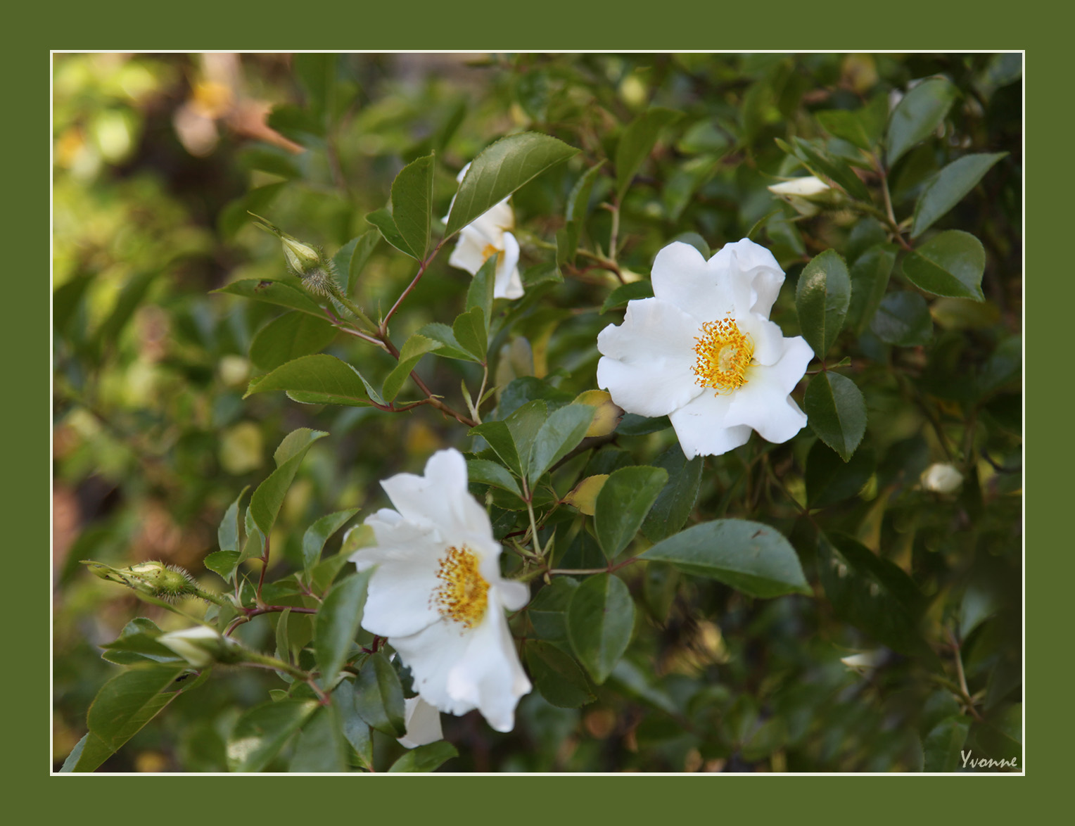 Laevigata, the Cherokee rose..