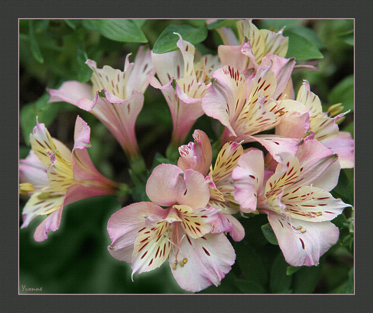 Pink Princess Lilies