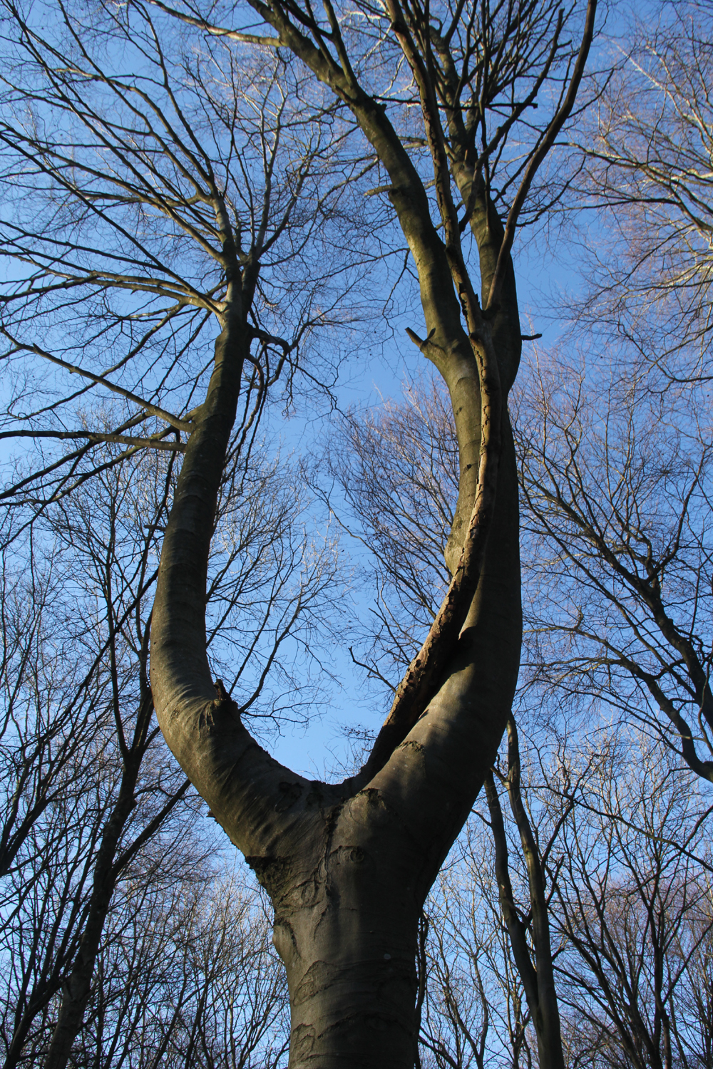 66:365<br>Wish Bone Tree