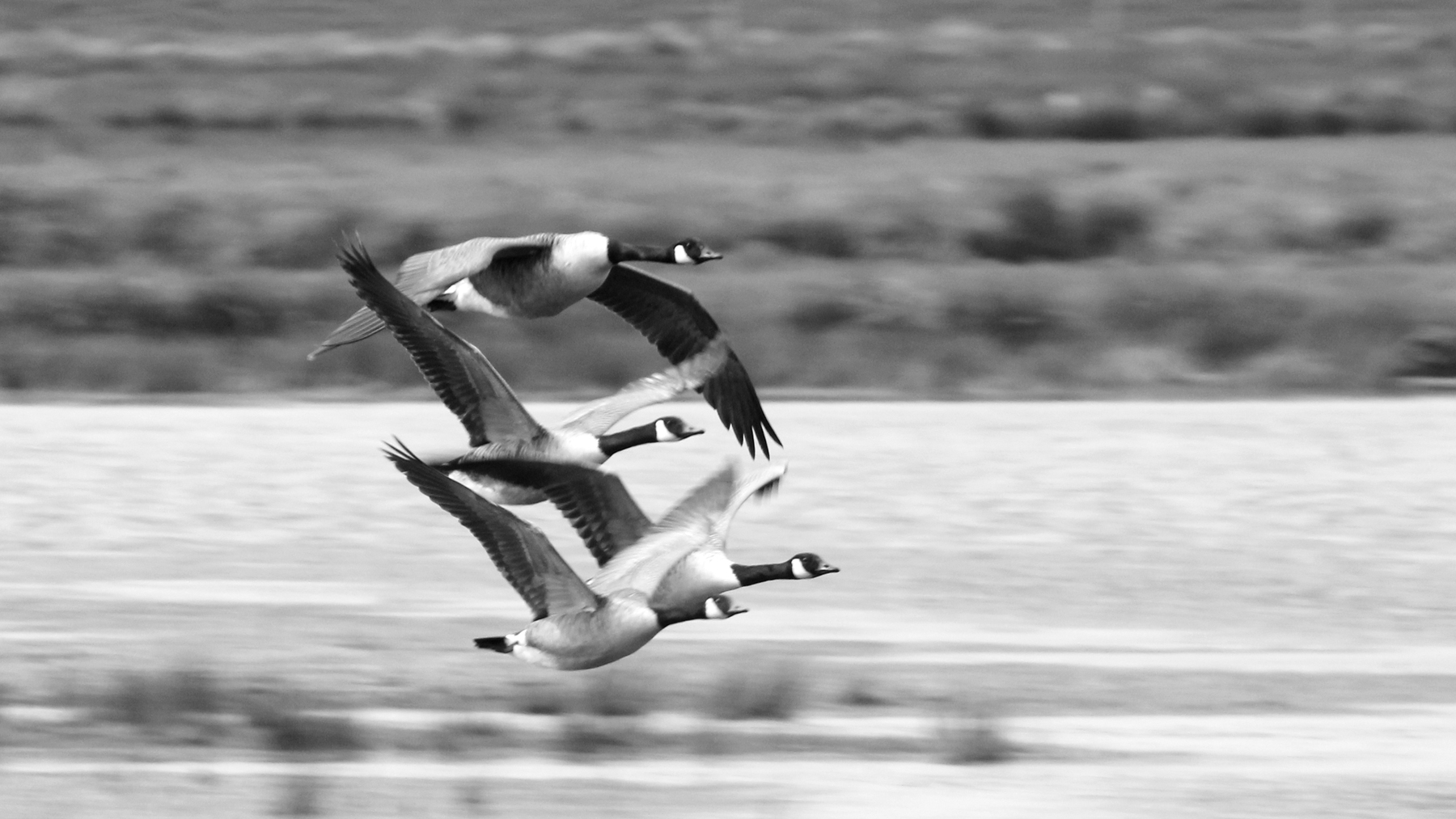 15. Flying Canda Geese